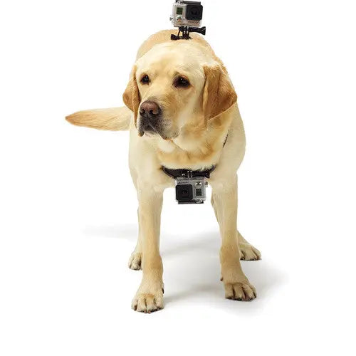 GoPro Fetch