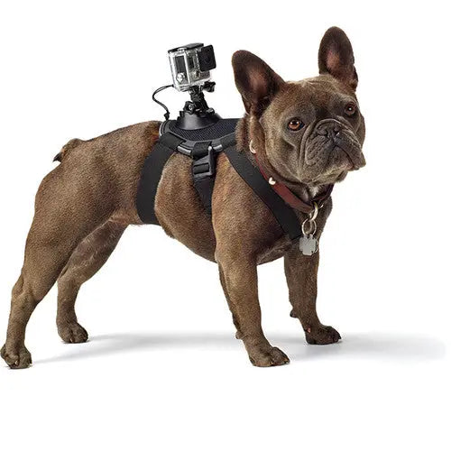 GoPro Fetch